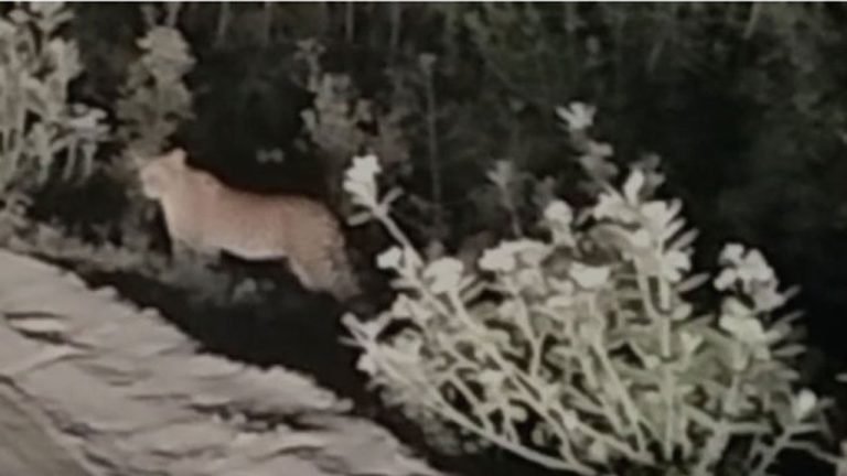 Tiger Spotted At Polavaram Project
