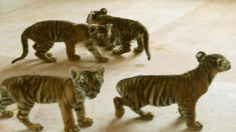 Tirupati: Tiger Cub Dies at Sri Venkateswara Zoological Park