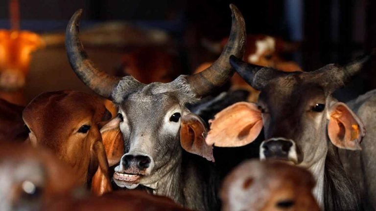 High Court Orders CS And DGP To Implement Cow Slaughter Prohibition Act