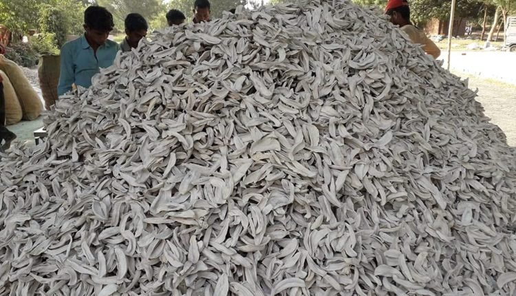 Amchoor Price Hit An All Time High In Nizamabad