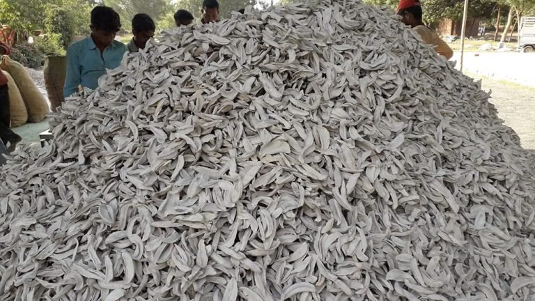 Amchoor Price Hit An All Time High In Nizamabad