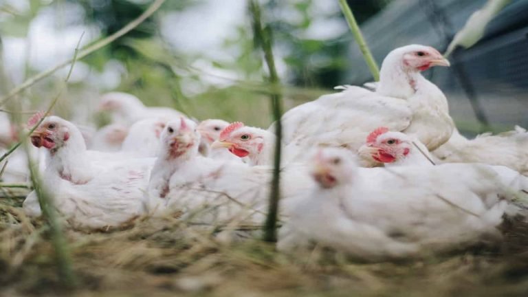 Chicken Prices Rise Due To Coronavirus