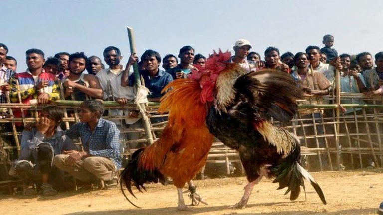 Hyderabad: 14 People Arrested for Cock-Fighting