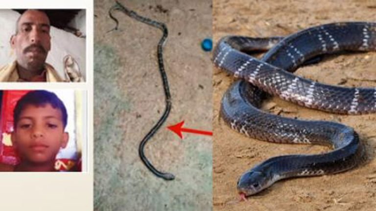 Father And Son Dies After Bitten By A Snake