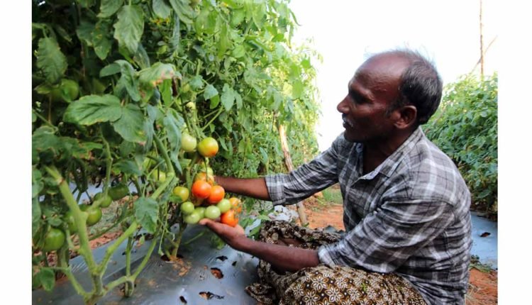 Netafim revolutionises Tomato Farming in Shivpuri District, Madhya Pradesh