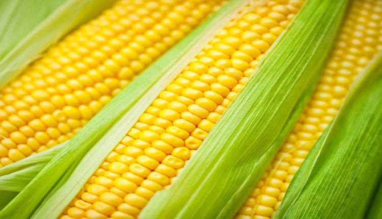 Corn Is Key In Ethanol Production