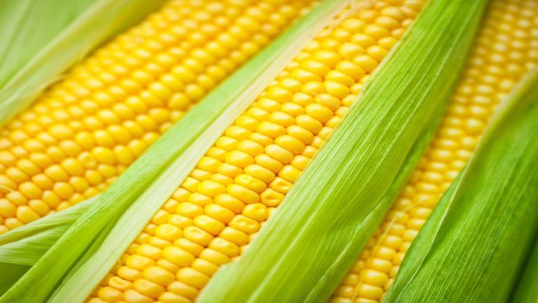 Corn Is Key In Ethanol Production