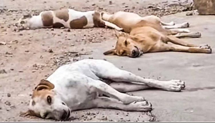 Poisoning of Dogs: 600 Died, Cases Against Sarpanches