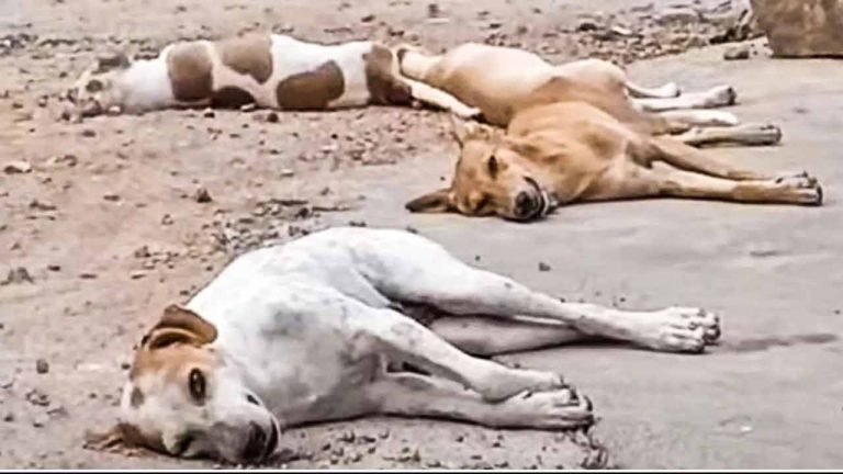 Poisoning of Dogs: 600 Died, Cases Against Sarpanches