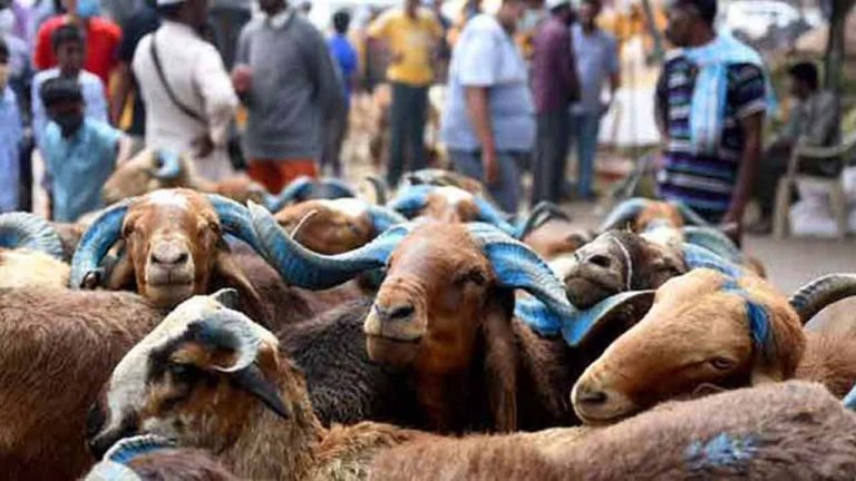 60 Goats Run Over By Train in Vikarabad
