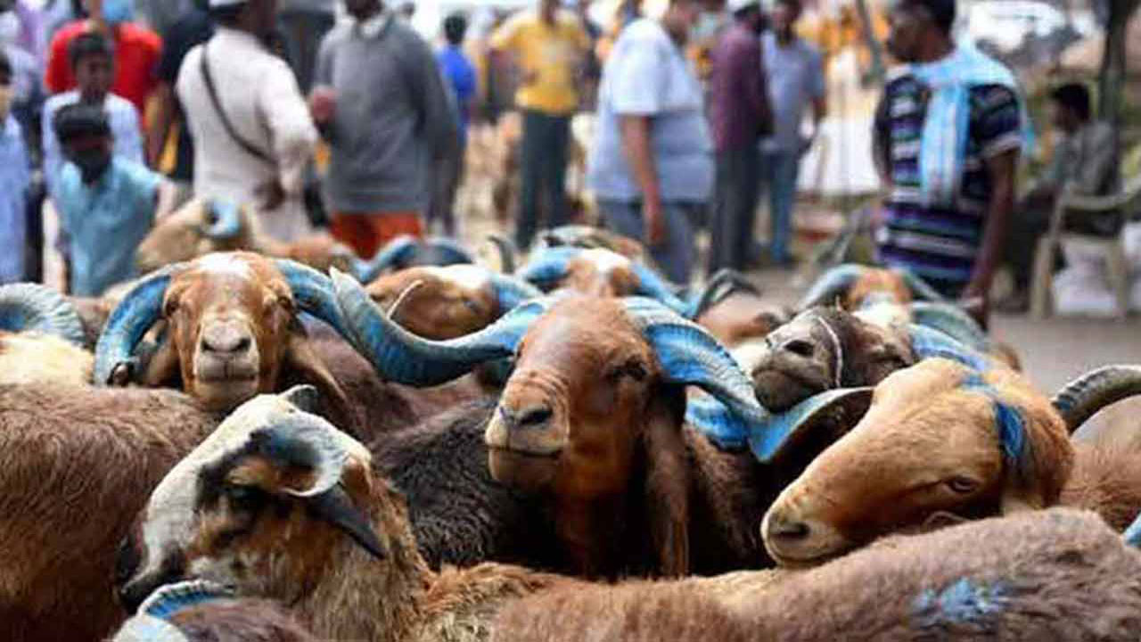 60 Goats Run Over By Train in Vikarabad | INDToday