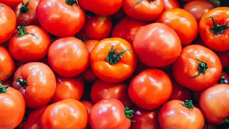 Tomato Price Crash: Farmers Dump Crop On Road
