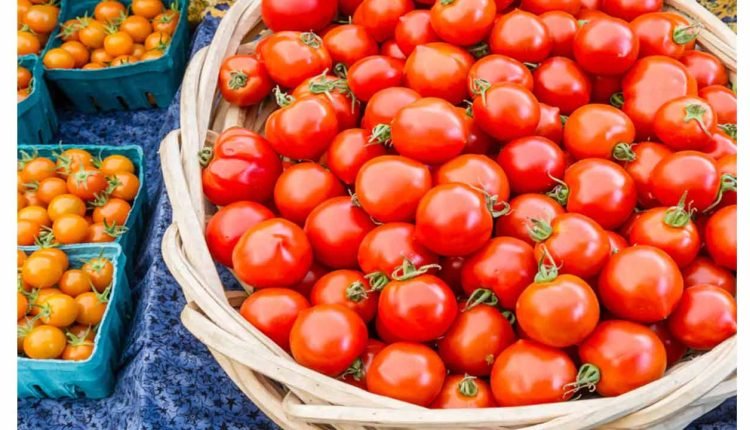 Tomato Rates Sees a Fall in Madanapalle Market
