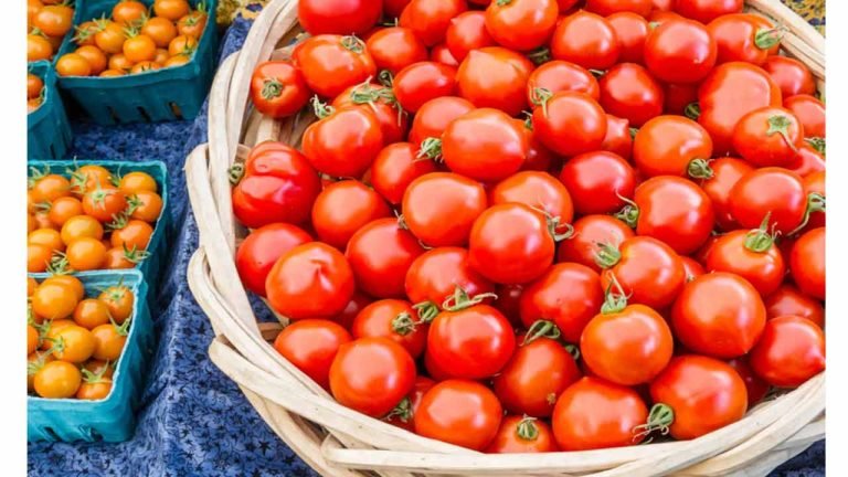 Tomato Rates Sees a Fall in Madanapalle Market