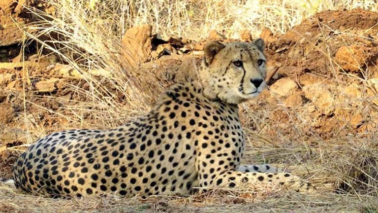 Dhatri's Death Raise Concerns About The Project Cheetah