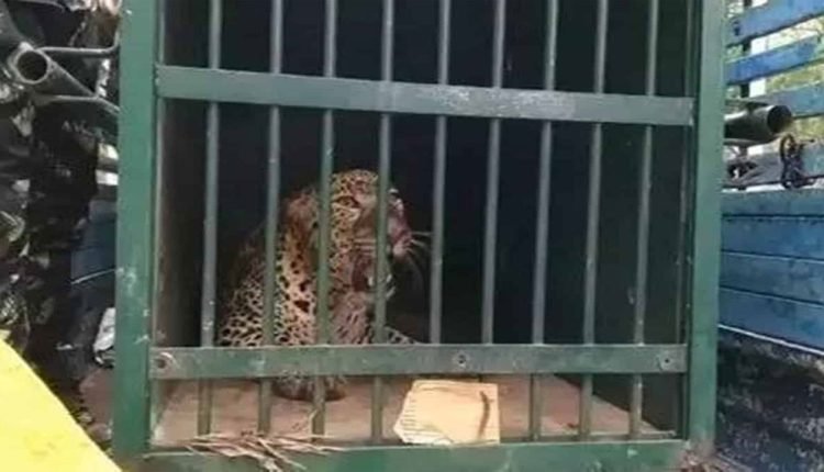 One More Leopard Captured in Tirumala