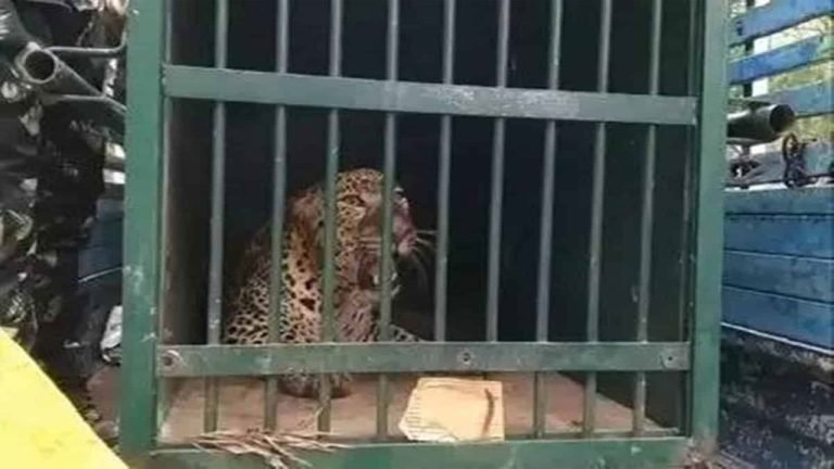 One More Leopard Captured in Tirumala