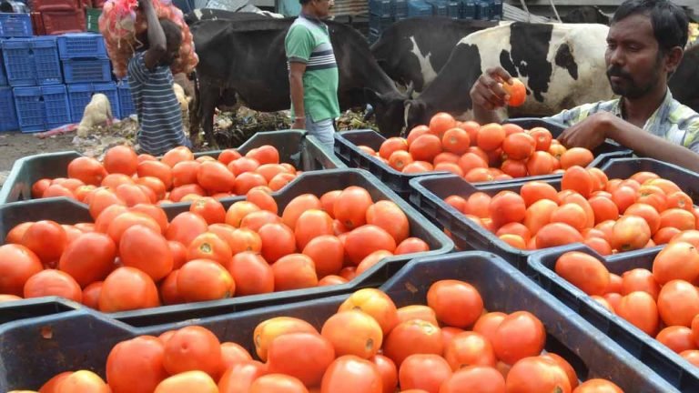 Tomato Rates Came Down Heavily: One Kg At A Price Of Rs 25 Only