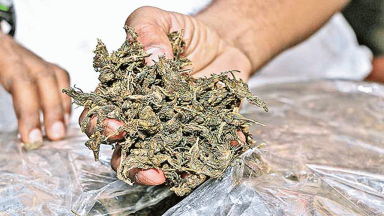 Ganja Worth ₹60 Lakh Seized in Kothagudem; Two Arrested