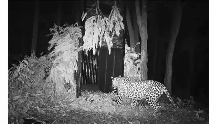 Another Leopard Spotted In Tirumala: High Vigilance In The Area