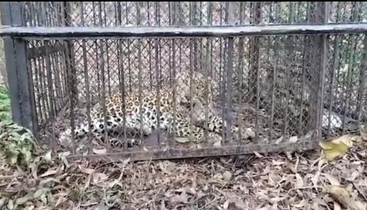 One More Leopard Captured On The Tirumala Walkway