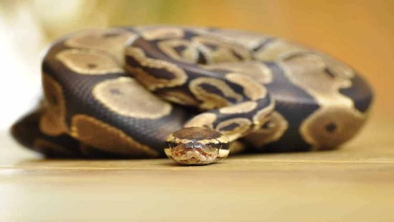 Over 12-Feet-Long Python Captured Near Mir Alam Tank