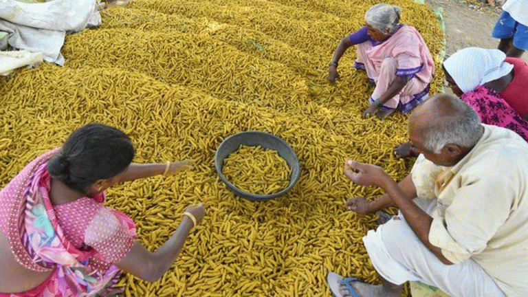 Notification Issued For Establishment Of The Turmeric Board