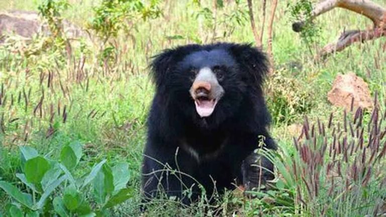 Shepherd Injured In A Bear Attack In Rajanna-Sircilla
