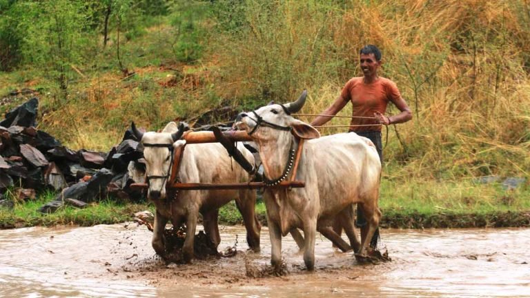 Modi Sarkar To Increase PMKSNS Amount To Farmers From Rs. 6,000 To Rs. 8,000 Per Annum