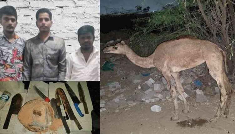 Three Arrested For Illegal Possession Of Camels