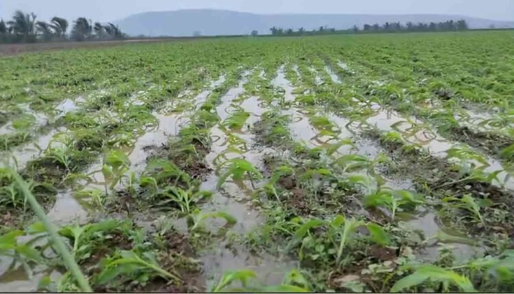 Crop Loss At A High Amount In Telangana Due To The Cyclone Michaung