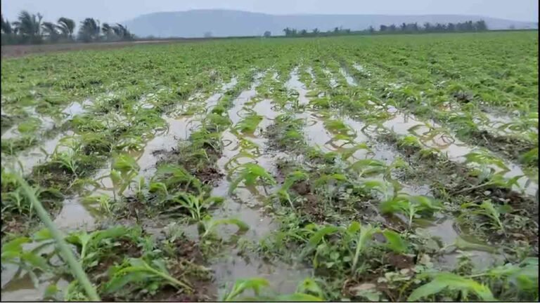 Crop Loss At A High Amount In Telangana Due To The Cyclone Michaung