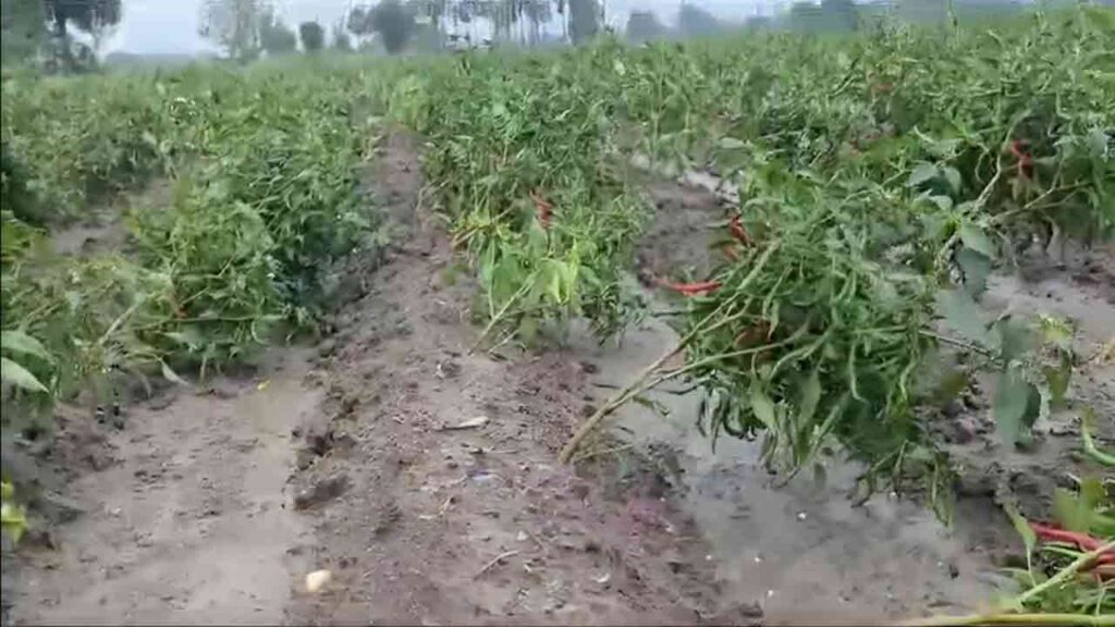 Crop Loss At A High Amount In Telangana Due To The Cyclone Michaung