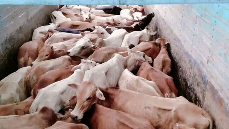Telangana: Illegal Cattle Racket Busted, 68 Cattle Rescued