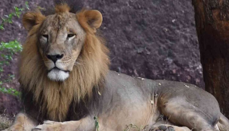 Aurigene Pharmaceuticals Adopted African Lion For One Year At Nehru Zoological Park