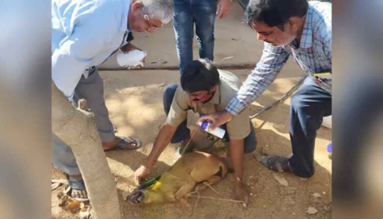 WATCH | Over 20 Stray Dogs Found Dead, Police Launch Probe