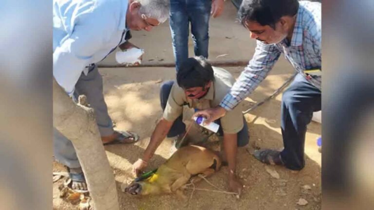 WATCH | Over 20 Stray Dogs Found Dead, Police Launch Probe