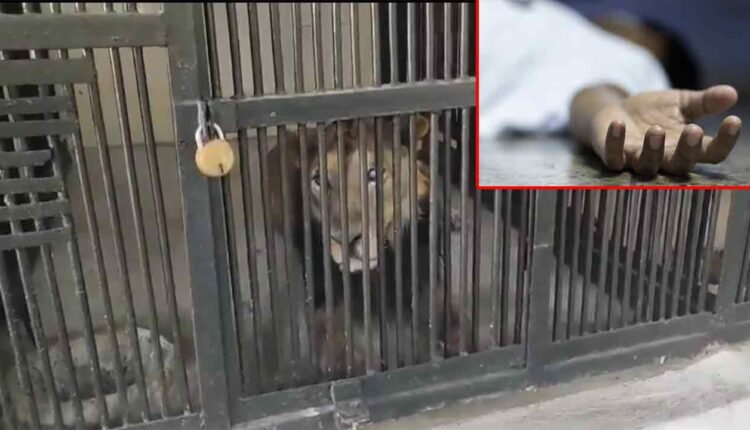 WATCH | Man Enters Lion Enclosure For Selfie In Tirupati Zoo, Gets Mauled To Death