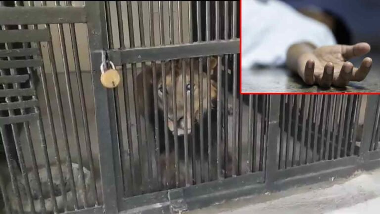 WATCH | Man Enters Lion Enclosure For Selfie In Tirupati Zoo, Gets Mauled To Death