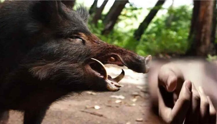 Farmer Dies In A Wild Boar Attack 
