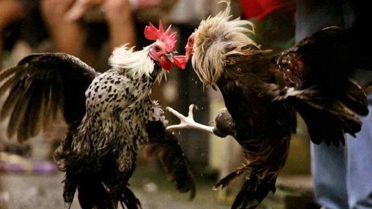 Rooster Fight Ring Busted: Four Arrested
