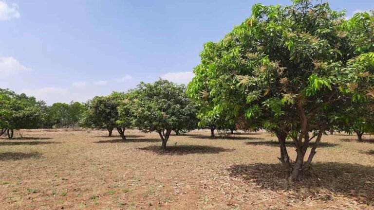 Mango Farmers Are Worried A Lot In Telangana