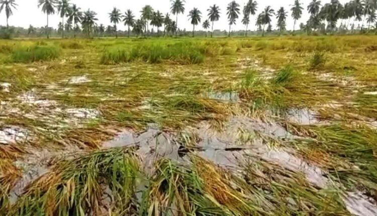 Unseasonal Rains Damage Standing Crops in Adilabad