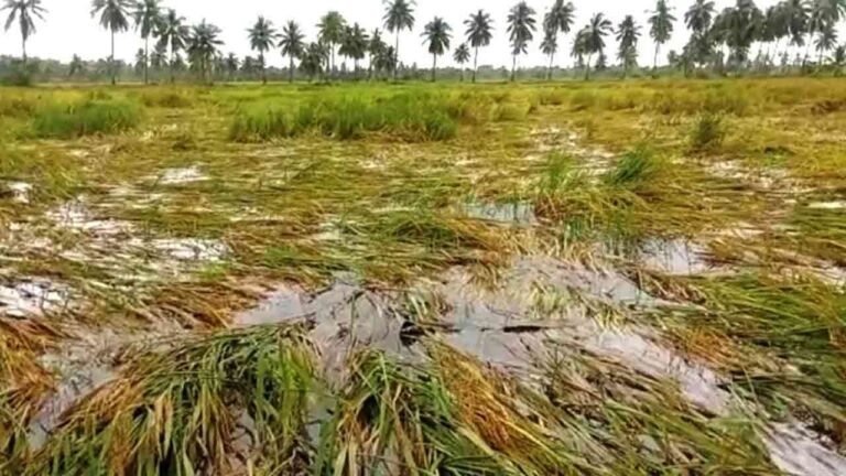 Unseasonal Rains Damage Standing Crops in Adilabad