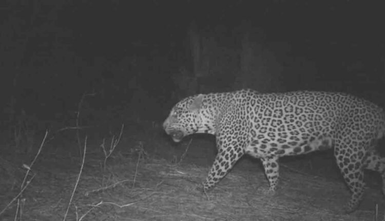 Leopard At RGIA Hyderabad: Measures Intensified To Trap