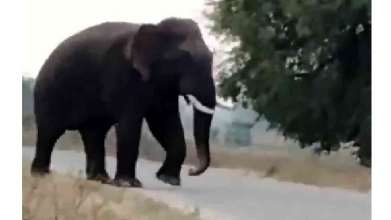 Farmer Crushed to Death by Rogue Elephant in Telangana