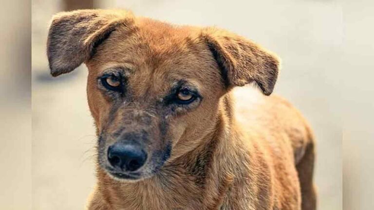 A Pet Dog That Ate A Five-Month-Old Baby