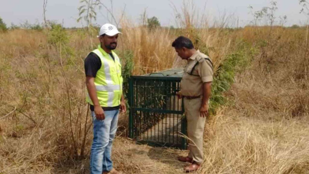 Hyderabad Airport's Unexpected Guest: A Leopard's Brief Adventure and Safe Capture