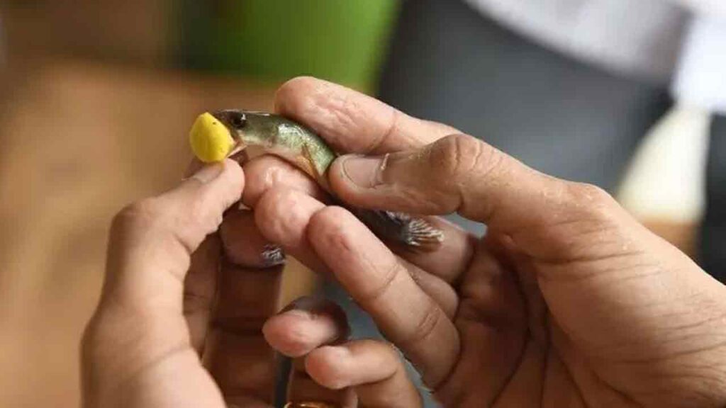 Traffic Advisory For Fish Prasadam Distribution In Hyderabad 