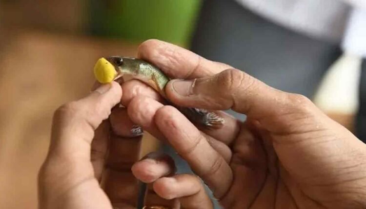 Traffic Advisory For Fish Prasadam Distribution In Hyderabad